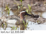 Чирок-трескунок. Garganey (Anas querquedula). Стоковое фото, фотограф Василий Вишневский / Фотобанк Лори