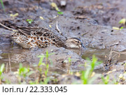 Чирок-трескунок. Garganey (Anas querquedula). Стоковое фото, фотограф Василий Вишневский / Фотобанк Лори
