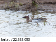 Чирок-трескунок. Garganey (Anas querquedula). Стоковое фото, фотограф Василий Вишневский / Фотобанк Лори