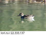 Чирок-свистунок. Common Teal (Anas crecca) Стоковое фото, фотограф Василий Вишневский / Фотобанк Лори