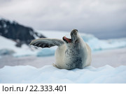 Тюлень крабоед на льду. Стоковое фото, фотограф Vladimir / Фотобанк Лори