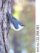 Поползень на сосне. Sitta europaea asiatica (Gould, 1837) Стоковое фото, фотограф Григорий Писоцкий / Фотобанк Лори