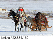 Русская тройка орловской породы. Коренник серый жеребец Кокур, орловская рысистая порода. Алтайский край, село Новотырышкино,  курорт Белокуриха - ипподром «Алтай» Стоковое фото, фотограф Григорий Писоцкий / Фотобанк Лори