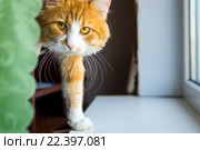 Рыжий кот. Стоковое фото, фотограф Sergei Gorin / Фотобанк Лори