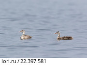 Поганка большая. Great Crested Grebe (Podiceps cristatus). Стоковое фото, фотограф Василий Вишневский / Фотобанк Лори