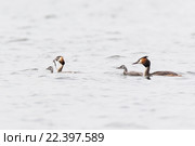 Поганка большая. Great Crested Grebe (Podiceps cristatus). Стоковое фото, фотограф Василий Вишневский / Фотобанк Лори