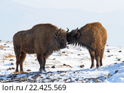 Зубры среди снегов Сибири. Алтайский край. Стоковое фото, фотограф Григорий Писоцкий / Фотобанк Лори