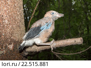 Сойка. (Garrulus glandarius). Стоковое фото, фотограф Василий Вишневский / Фотобанк Лори