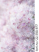 Цветок василисник. Thalictrum aquilegiifolium. Стоковое фото, фотограф Мурина Ольга / Фотобанк Лори