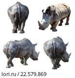 Set of white rhinoceros. Стоковое фото, фотограф Яков Филимонов / Фотобанк Лори