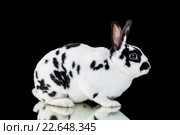Пятнистый декоративный кролик на черном фоне. Стоковое фото, фотограф Наталья Ляйс / Фотобанк Лори