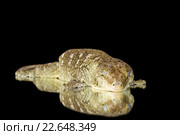 Гигантский геккон-бананоед (Rhacodactylus leachianus) Стоковое фото, фотограф Наталья Ляйс / Фотобанк Лори
