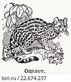 Оцелот. Малая советская энциклопедия, 1931 год. Стоковая иллюстрация, иллюстратор Макаров Алексей / Фотобанк Лори