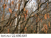 Сережки орешника (Лещина обыкновенная, Лесной орех, Corylus avellana). Малая ГРИП (2016 год). Стоковое фото, фотограф Щеголева Ольга / Фотобанк Лори