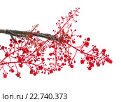 Брахихитон (Brachychiton acerifolius) Стоковое фото, фотограф Tamara Kulikova / Фотобанк Лори
