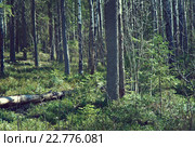 Russian forest in early spring. Стоковое фото, фотограф Александр Fanfo / Фотобанк Лори