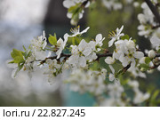 Весна. Ветка цветущей сливы пасмурным днем. Стоковое фото, фотограф Ирина Писанова / Фотобанк Лори