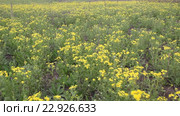 Крестовник весенний (Senecio vernalis Waldst) на заброшенном поле. Стоковое видео, видеограф Олег Хархан / Фотобанк Лори