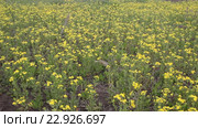 Крестовник весенний (Senecio vernalis Waldst) на заброшенном поле. Стоковое видео, видеограф Олег Хархан / Фотобанк Лори