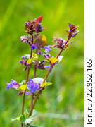 Будра плющевидная (Glechoma hederacea). Растение в период цветения. Стоковое фото, фотограф Евгений Мухортов / Фотобанк Лори