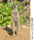 Сурикат, или суриката (лат. Suricata suricatta) — вид млекопитающих из семейства мангустовых (Herpestidae), на страже порядка. Стоковое фото, фотограф Валерия Попова / Фотобанк Лори