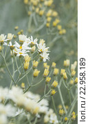 Пижма, Tanacetum ptarmiciflorum. Эндемическая флора Гран Канарии. Стоковое фото, фотограф Tamara Kulikova / Фотобанк Лори