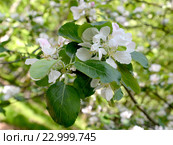 Ветка цветущей яблони домашней (Malus domestica Borkh.) Стоковое фото, фотограф Ирина Борсученко / Фотобанк Лори