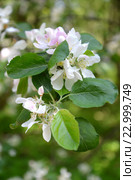 Цветущая яблоня домашняя (Malus domestica Borkh.). Весна. Стоковое фото, фотограф Ирина Борсученко / Фотобанк Лори