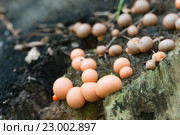 Миксомицет Lycogala epidendrum на старом пне. Стоковое фото, фотограф Александр Курлович / Фотобанк Лори
