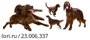 Set of Irish Setters, isolated over white. Стоковое фото, фотограф Яков Филимонов / Фотобанк Лори