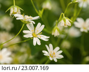 Цветение звездчатки лесной, или дубравной (лат. Stellaria nemorum). Макро фотография. Стоковое фото, фотограф Игорь Низов / Фотобанк Лори