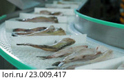Предприятие по переработке рыбы и морепродуктов. Стоковое видео, видеограф Илья Насакин / Фотобанк Лори