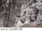 Большой черный баклан на скалах. Стоковое фото, фотограф Алексей Стрелюк / Фотобанк Лори