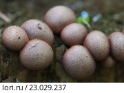 Миксомицет Lycogala epidendrum на старом пне. Стоковое фото, фотограф Александр Курлович / Фотобанк Лори