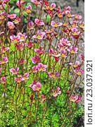 Камнеломка Арендса (Saxifraga arendsii). Цветущее растение с розовыми цветами. Стоковое фото, фотограф Евгений Мухортов / Фотобанк Лори