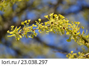 Ветка цветущего Гинкго двулопастного (Ginkgo biloba L.) на фоне неба. Стоковое фото, фотограф Ирина Борсученко / Фотобанк Лори