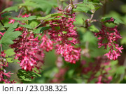 Ветка цветущей смородины кроваво-красной (Ribes sanguineum Pursh.) Стоковое фото, фотограф Ирина Борсученко / Фотобанк Лори