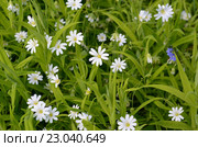 Звездчатка ланцетовидная или лесная (Stellaria holostea) Стоковое фото, фотограф Наталья Горкина / Фотобанк Лори