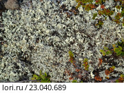 Кладония оленья (олений мох, ягель) (Cladonia rangiferina (L.) Weber ex F.H.Wigg) растет  в тундре. Стоковое фото, фотограф Ирина Борсученко / Фотобанк Лори