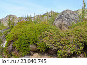 Заросли водяники чёрной (шикши водяной) (Empetrum nigrum L.) на камнях в тундре. Стоковое фото, фотограф Ирина Борсученко / Фотобанк Лори