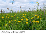 meadow with dandelions and Timothy-grass. Стоковое фото, фотограф Александр Fanfo / Фотобанк Лори