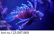 Лучистый Pterois. Стоковое видео, видеограф Андрей Армягов / Фотобанк Лори