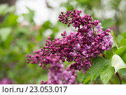 Цветы сирени в саду. Стоковое фото, фотограф Лощенов Владимир / Фотобанк Лори