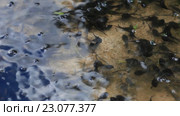 Головастики в пруду. Стоковое видео, видеограф Яна Королёва / Фотобанк Лори