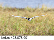Малая чайка (Larus minutus) весной на Ямале. Стоковое фото, фотограф Григорий Писоцкий / Фотобанк Лори