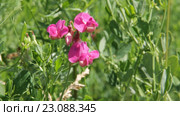 Чина клубненосная (клубеньковая) (Lathyrus tuberosus) Стоковое видео, видеограф Дудакова / Фотобанк Лори