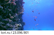Рыбы Голди (Pseudanthias squamipinnis) в коралловых рифах, Красное море, Египет, Африка. Стоковое видео, видеограф Некрасов Андрей / Фотобанк Лори