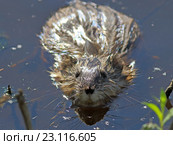 Ондатра, или мускусная крыса (лат. Ondatra zibethicus). Любопытный зверёк крупным планом на Ямале. Стоковое фото, фотограф Григорий Писоцкий / Фотобанк Лори