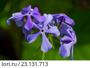 Флокс растопыренный - вид рода Флокс (Phlox divaricata) семейства Синюховые (Polemoniaceae).Неприхотливый травянистый многолетник. Стоковое фото, фотограф Евгений Мухортов / Фотобанк Лори