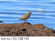 Взрослый белохвостый песочник (Calidris temminckii). Птица в июне на Ямале. Стоковое фото, фотограф Григорий Писоцкий / Фотобанк Лори